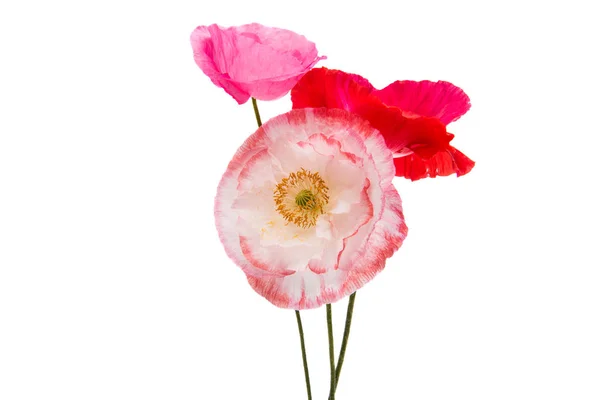 Decorative red poppies isolated — Stock Photo, Image