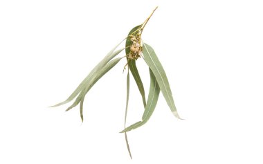 Okaliptüs yaprakları izole 