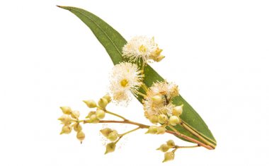 Okaliptüs yaprakları izole 