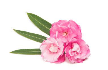 izole pembe zakkum çiçekleri 