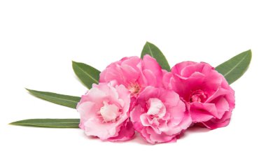 izole pembe zakkum çiçekleri 