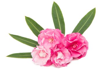 izole pembe zakkum çiçekleri 