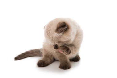 izole lop-eared İskoç yavru kedi