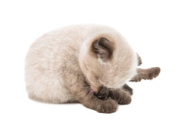 izole lop-eared İskoç yavru kedi