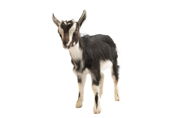 Black and white goat isolated — Stock Photo, Image