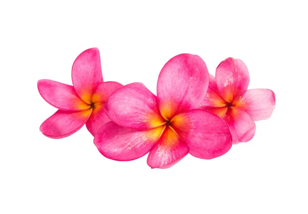 Frangipani (plumeria) flor aislada — Foto de Stock