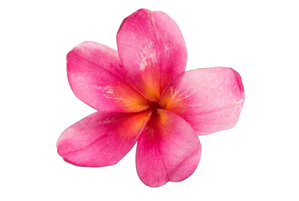 Frangipani (plumeria) цветок изолирован — стоковое фото