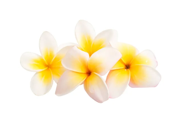 Frangipani (plumeria) fleur isolée — Photo