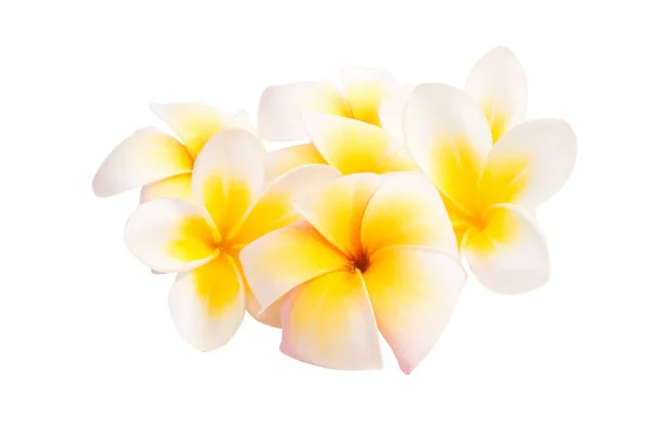 Frangipani (plumeria) fleur isolée — Photo