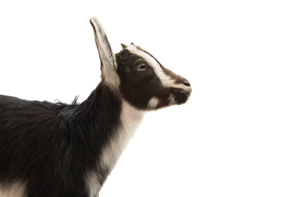 Черный и белый козел изолирован — стоковое фото
