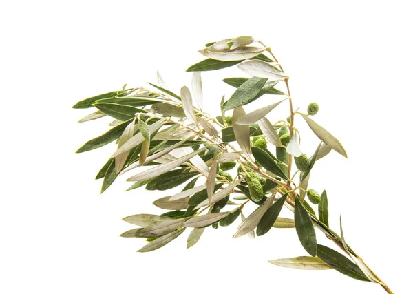 Гілка з зеленими оливками ізольована — стокове фото