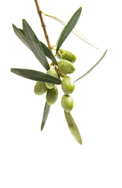 Ramo isolato con olive verdi — Foto Stock