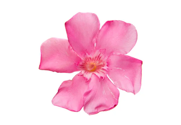 Flores oleandro rosa isolado — Fotografia de Stock