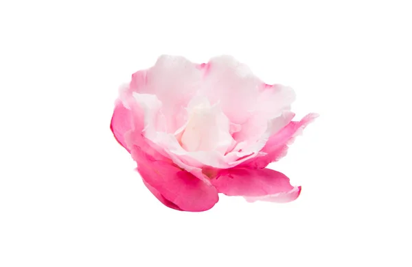 Pink oleander flowers isolated — Stock Photo, Image