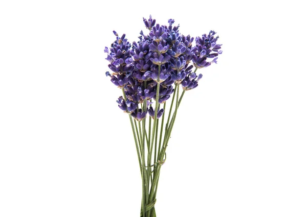 Bouquet of lavender isolated — Stock Photo, Image