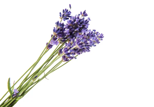 bouquet of lavender isolated 