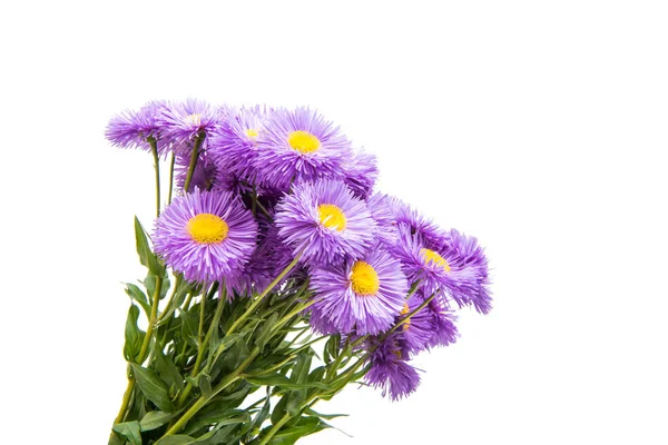 Lilac aster isolated — Stock Photo, Image