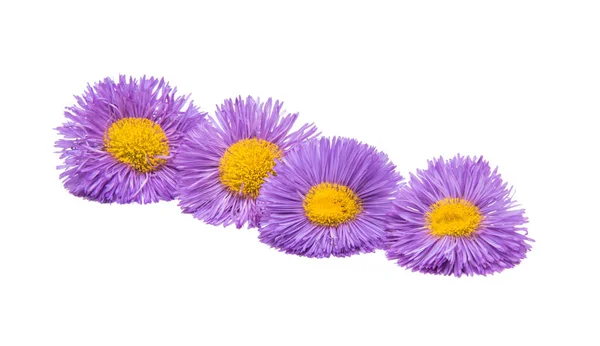 Lilac aster isolated — Stock Photo, Image