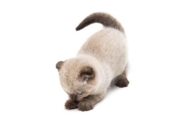 Lop-eared escocés gatito aislado — Foto de Stock