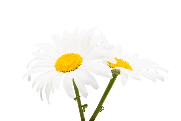 孤立的白色雏菊 — 图库照片