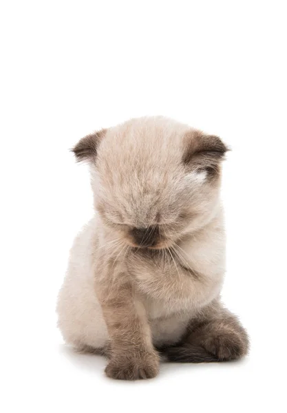 Lop-eared chaton écossais isolé — Photo