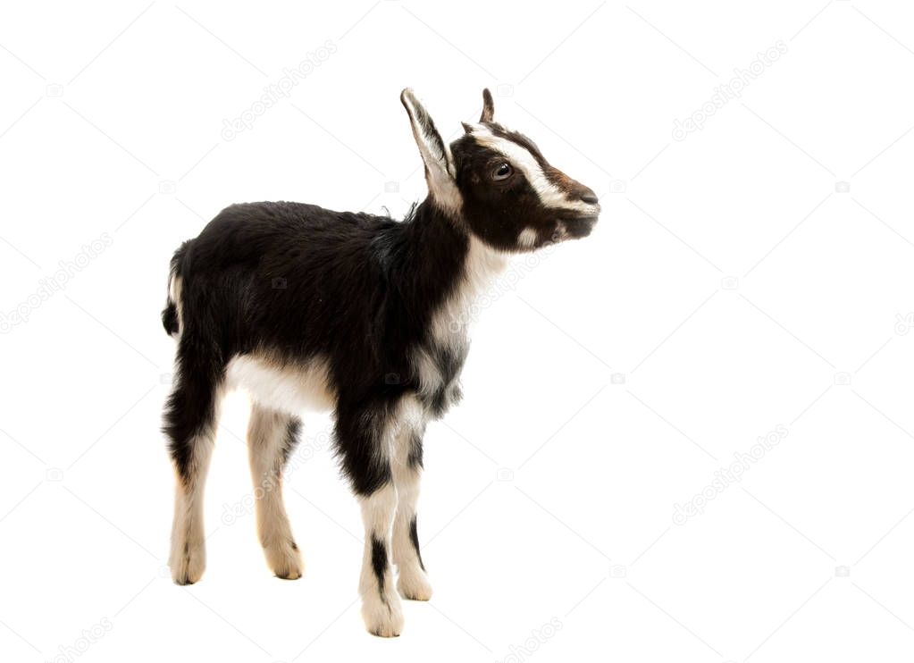 black and white goat isolated 