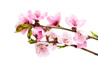 İzole Sakura çiçekler 