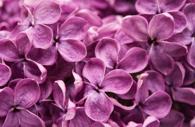 Eflatun çiçekler yakın çekim