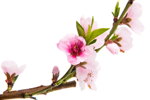 Sakura-Blüten isoliert — Stockfoto