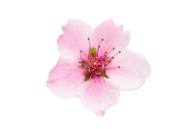 Sakura bloemen geïsoleerd — Stockfoto