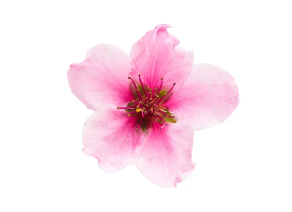 Sakura blommor isolerade — Stockfoto