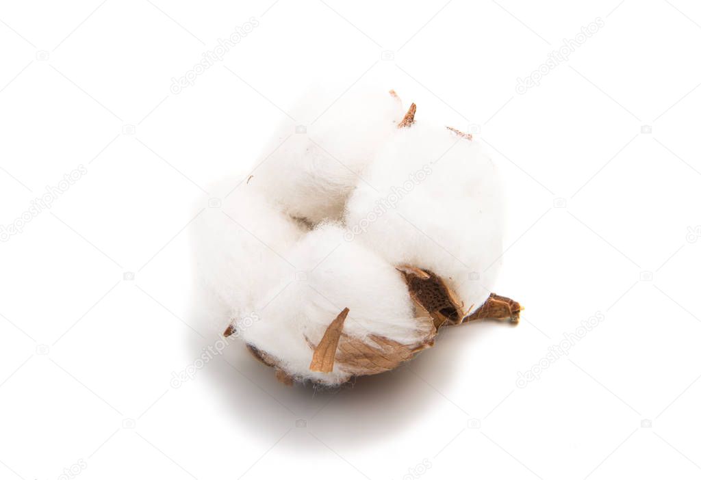 Fluffy cotton ball of cotton plant 