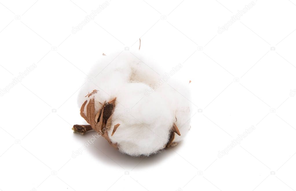 Fluffy cotton ball of cotton plant 