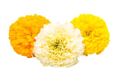 Marigold çiçek 