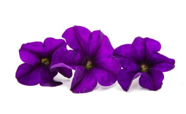 violet flower of petunia isolated  clipart