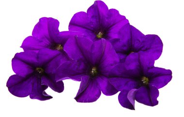 violet flower of petunia isolated  clipart