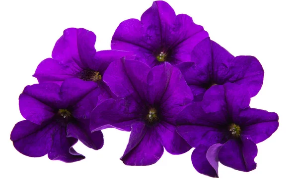 分離したペチュニアの紫色の花 — ストック写真