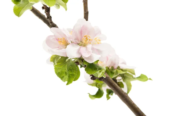 Bloemen van een appel boom — Stockfoto