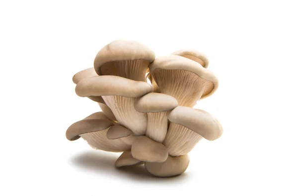 Oyster mushroom isolated — Stock Photo, Image