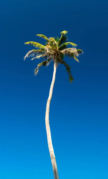 Coconut tree against the blue sky — Stock Photo, Image