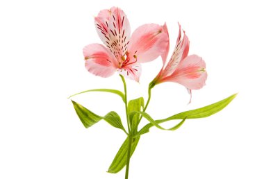 İzole alstroemeria çiçek 