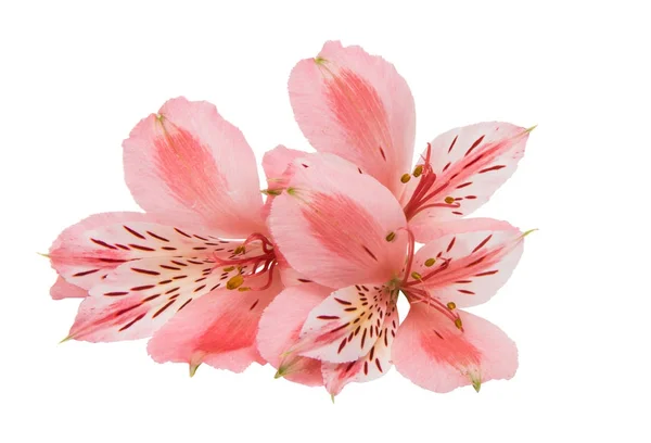 Изолированные цветы альстромерии — стоковое фото