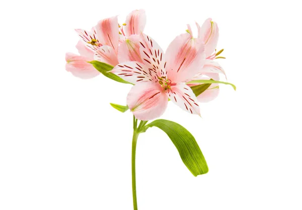 Alstroemeria bloemen geïsoleerd — Stockfoto