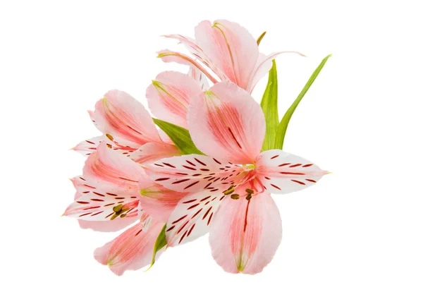 Alstroemeria bloemen geïsoleerd — Stockfoto