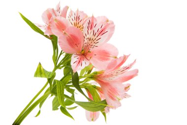 İzole alstroemeria çiçek 