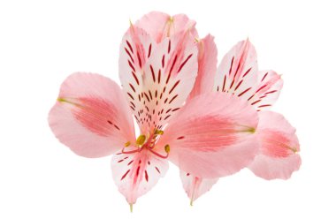 İzole alstroemeria çiçek 