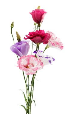 çiçek eustoma izole 