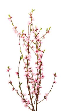 İzole Sakura çiçekler 