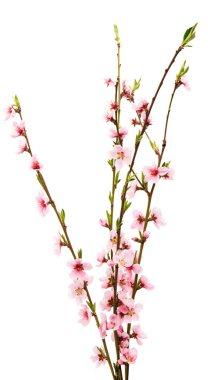 İzole Sakura çiçekler 