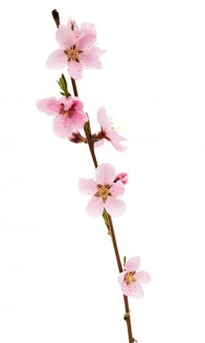 İzole Sakura çiçekler 